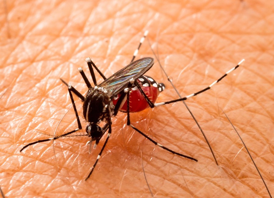 Paraná registra mais três mortes por dengue e 7.557 novos casos da doença